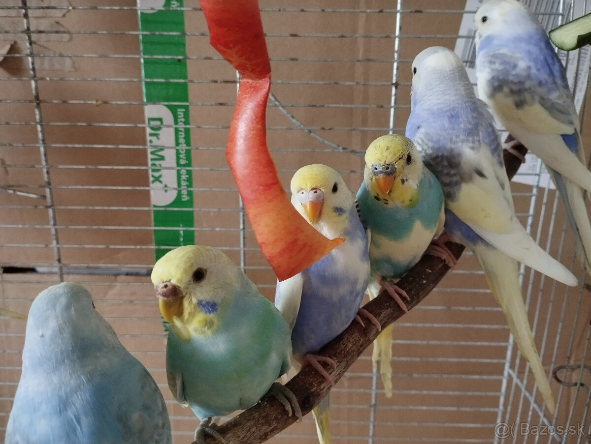 Predám andulky z búdok vyletané v auguste - 7