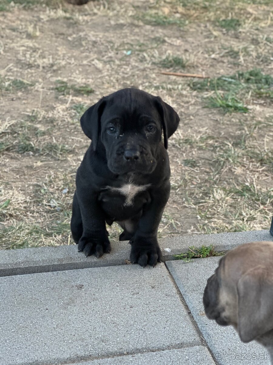 Cane corso Šteniatka - 7