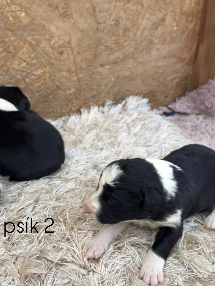 Predám šteniatka border kólie - 7