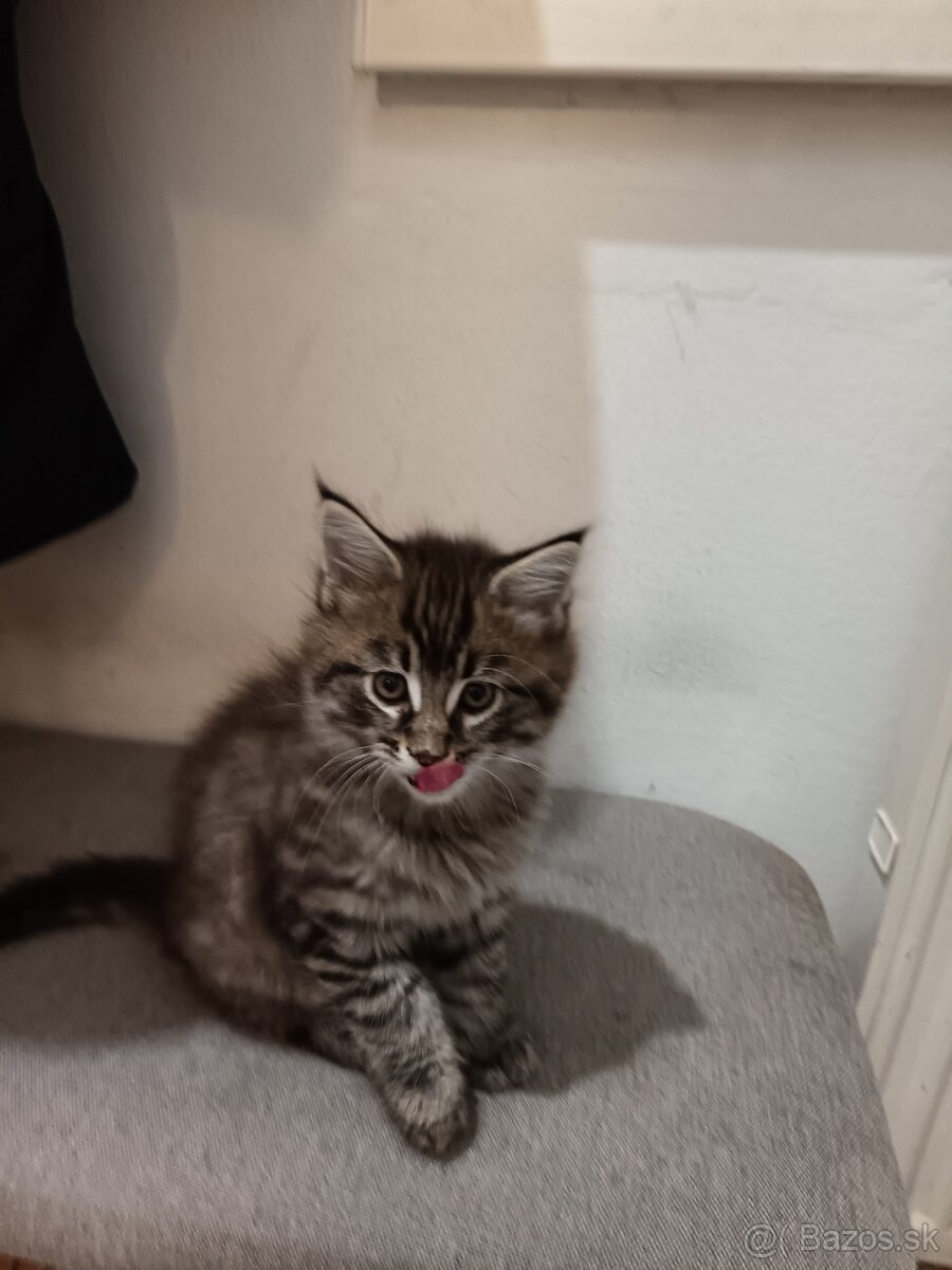 Mainska myvalia mačka - 7