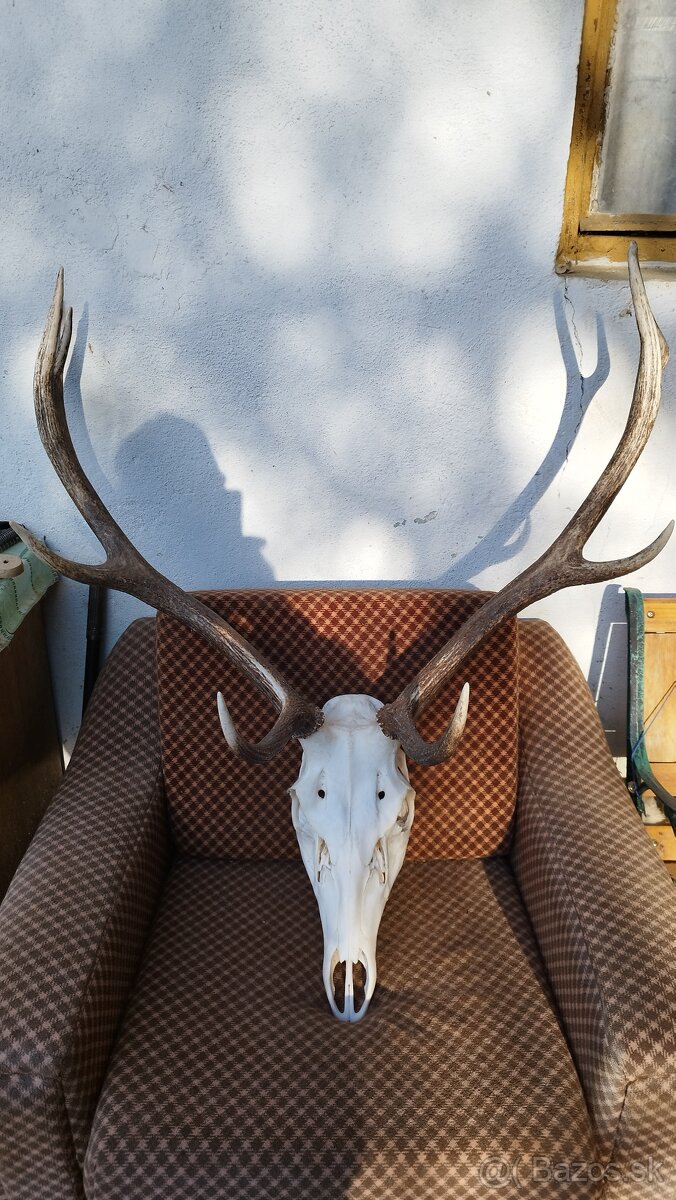 Predám trofej jeleňa.parozie, zhody, trofeje. - 7