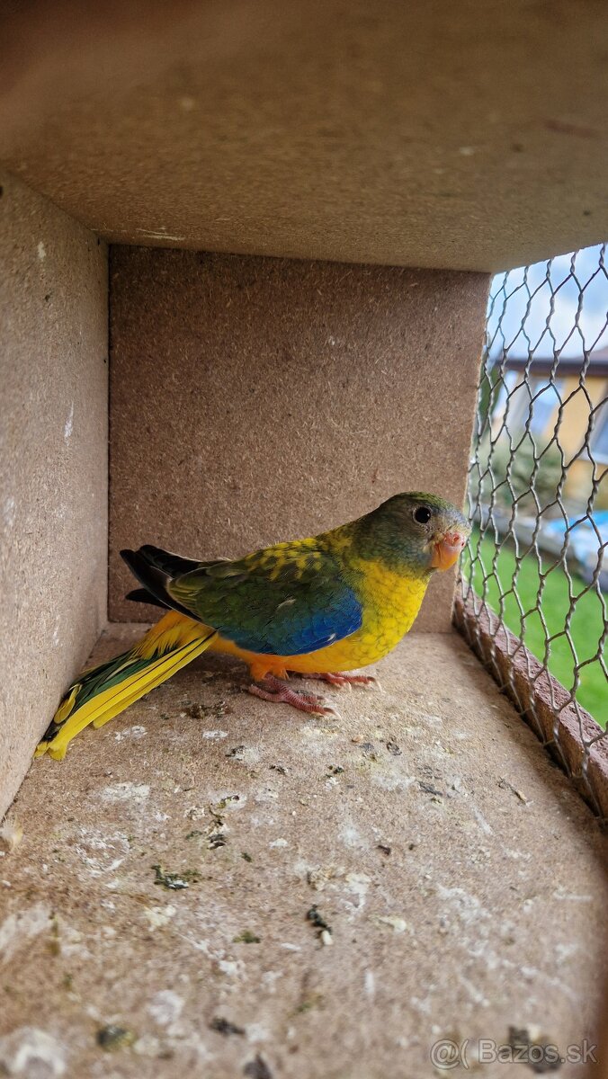 Neofema tyrkisova - 7