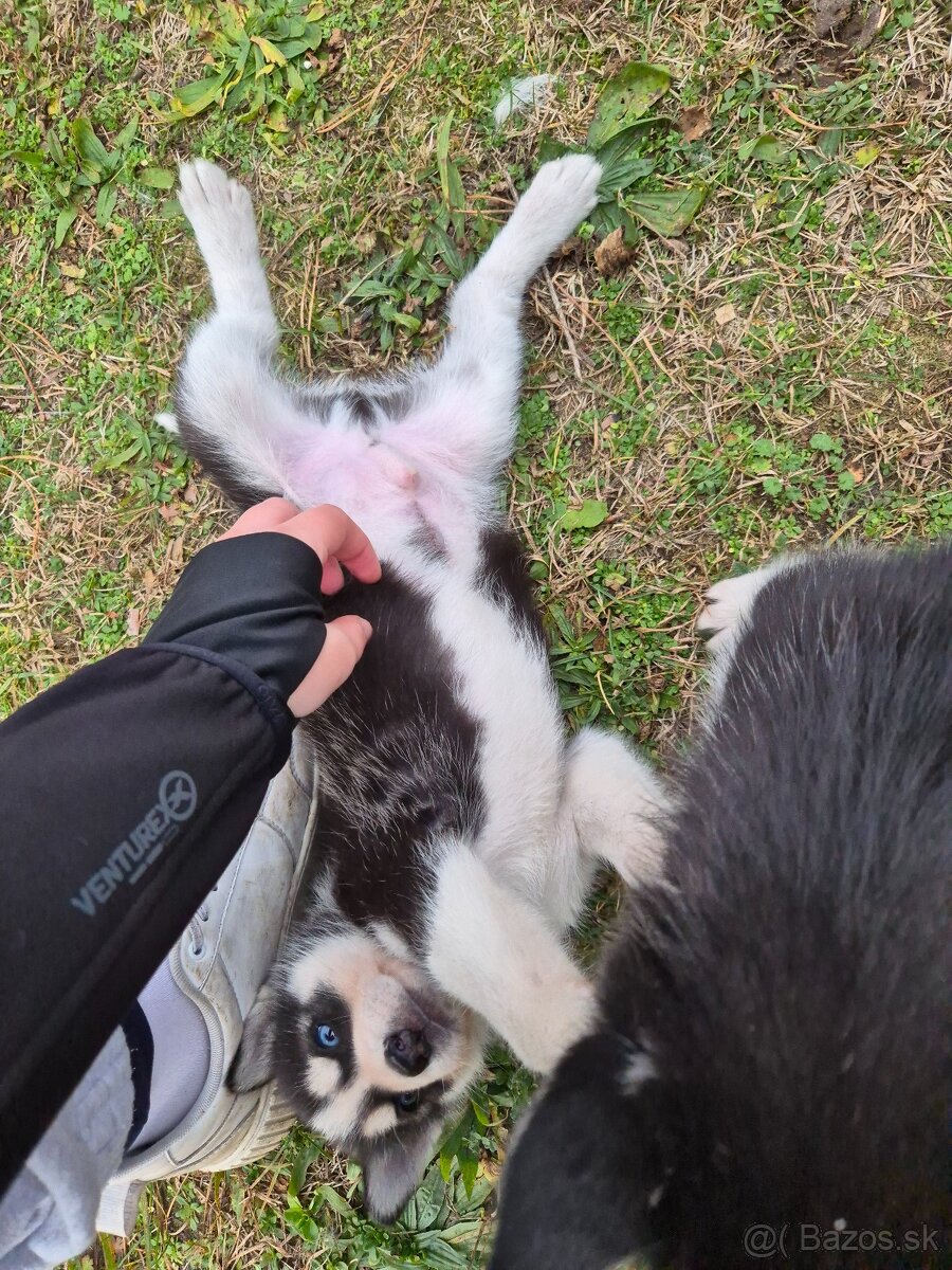 Sibírsky husky – šteniatka na predaj - 7