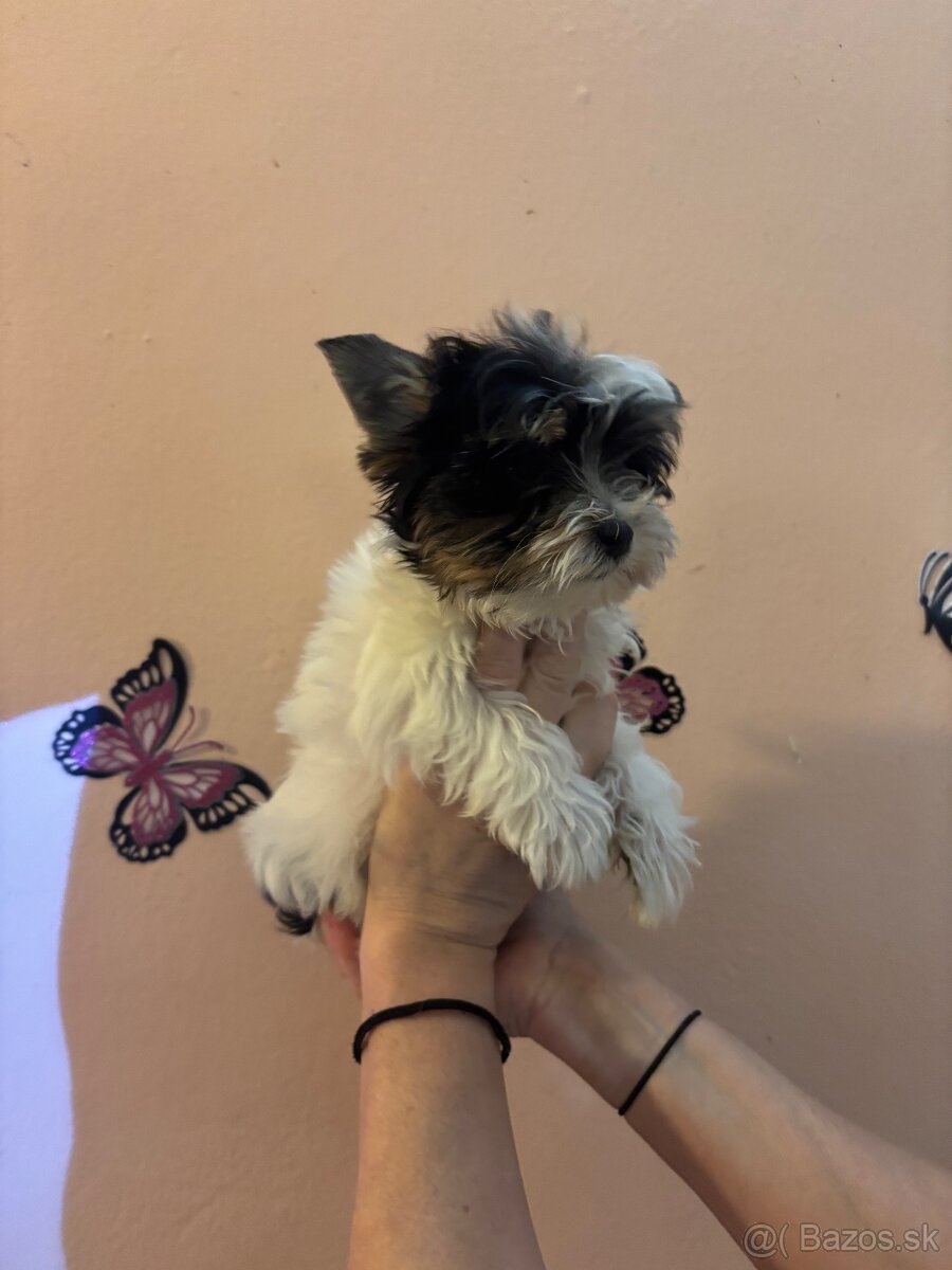 Yorkshirsky terier, yorkshirsky terier mini, biewer - 7