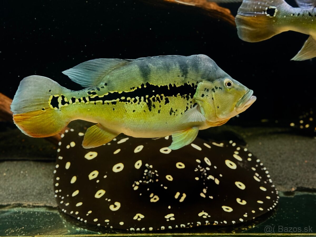 Predám akvárium komplet - 7