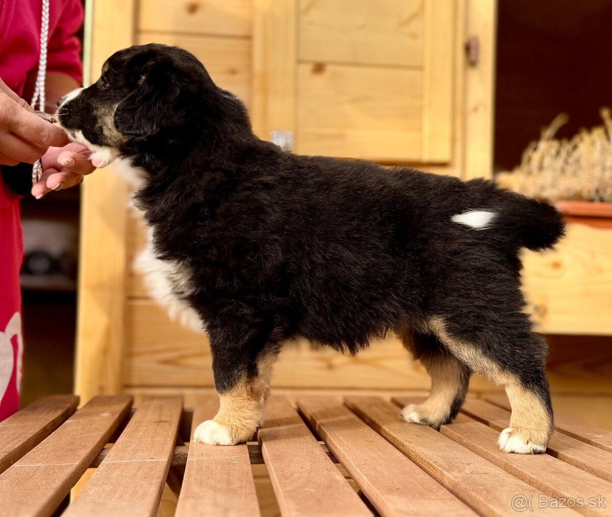 Miniatúrny americký ovčiak - 7