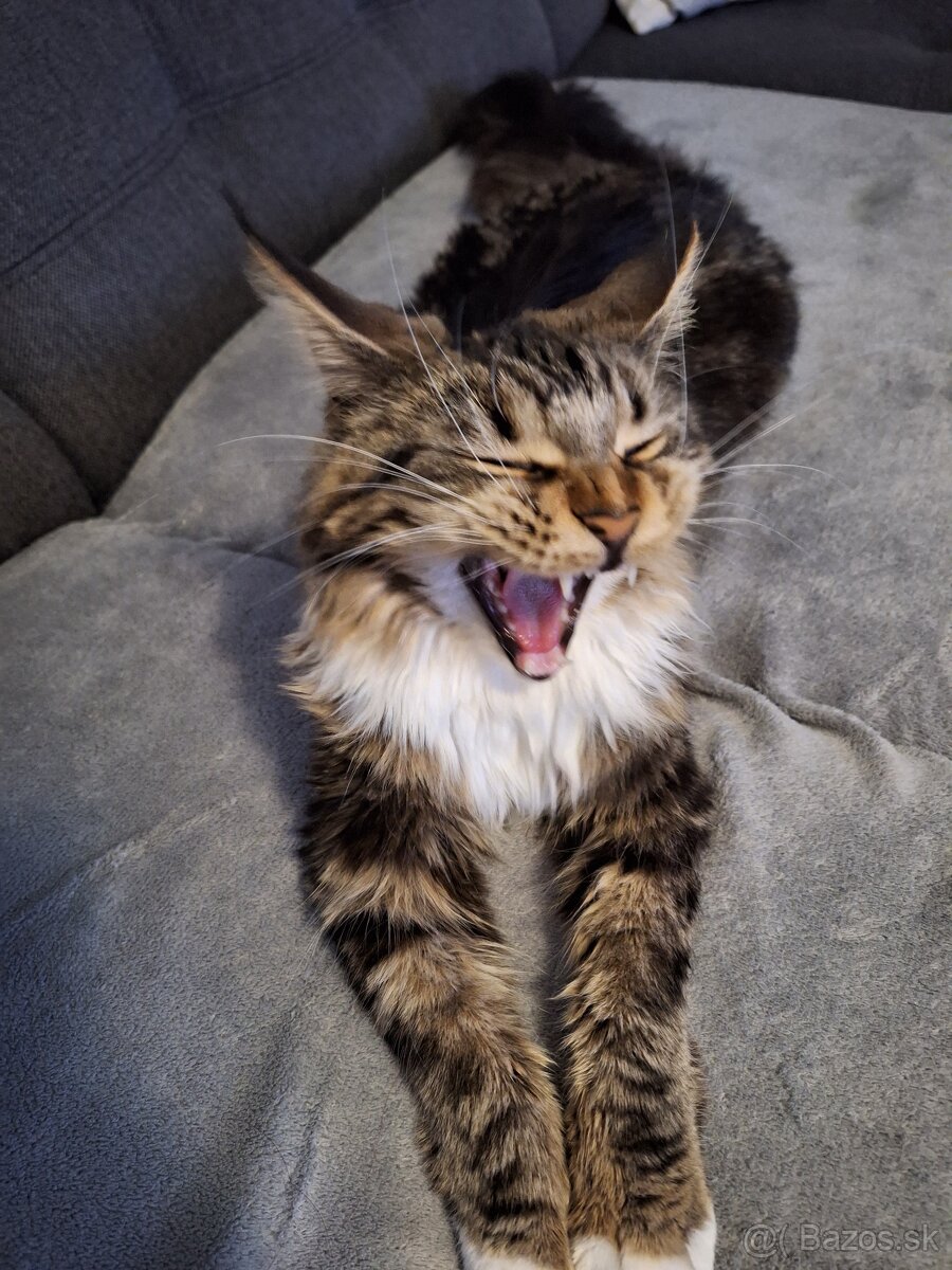 Mainská mývalia mačka - 7