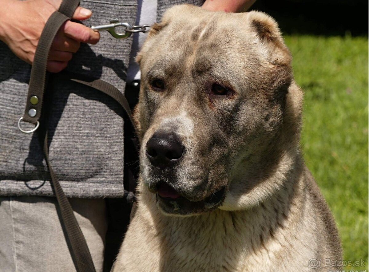 Stredoázijský ovčiak - 7