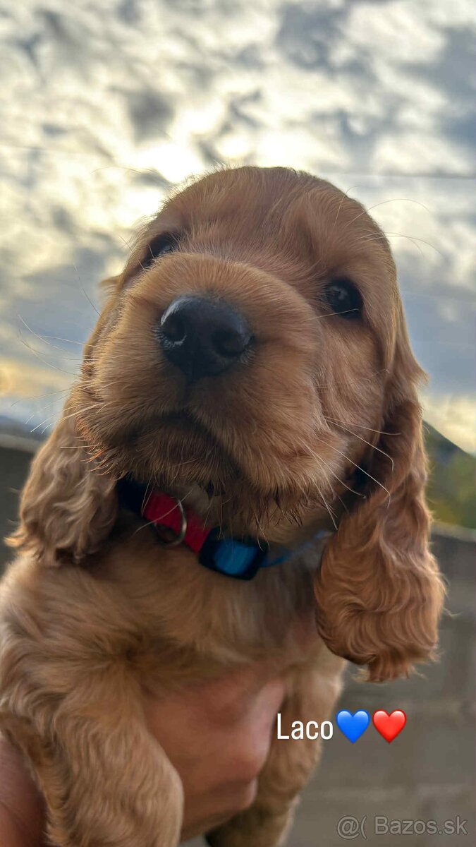 Anglický kokeršpaniel - 7