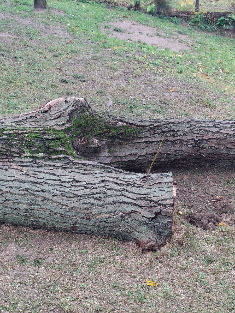 Orech kmeň guľatina priemer70cm - 30/35cm dlzka 7.8m + klaty - 7