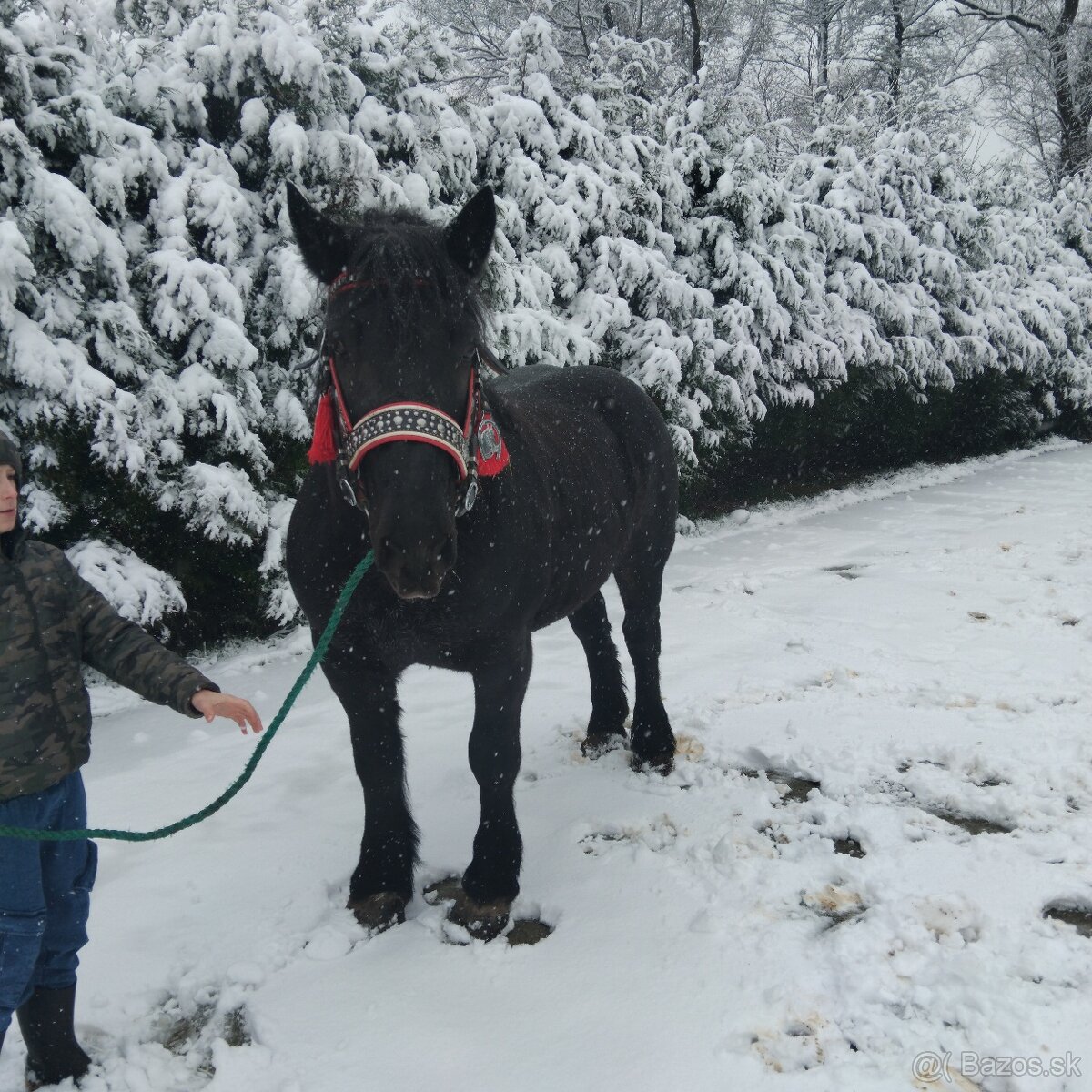 Sprzedam walacha karego - 7