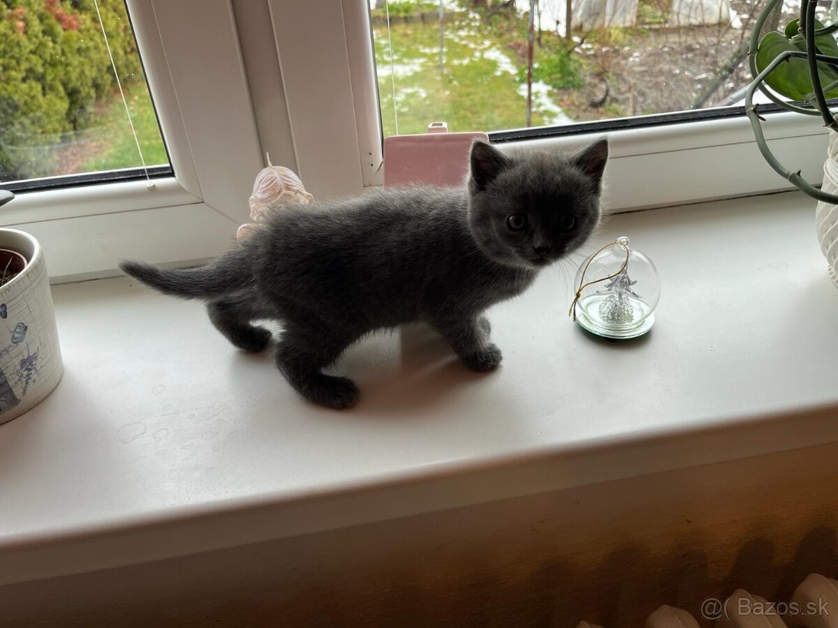 Britská modrá mačička - 7