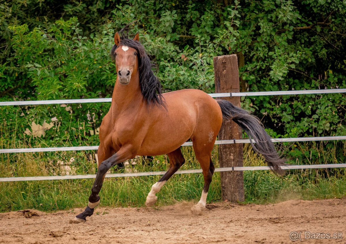 Nádherný PRE hřebec na prodej - 7