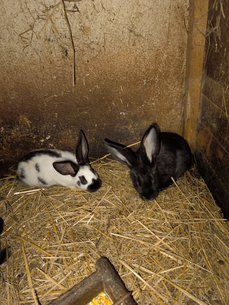 Nemecký obrovity strakač - 7