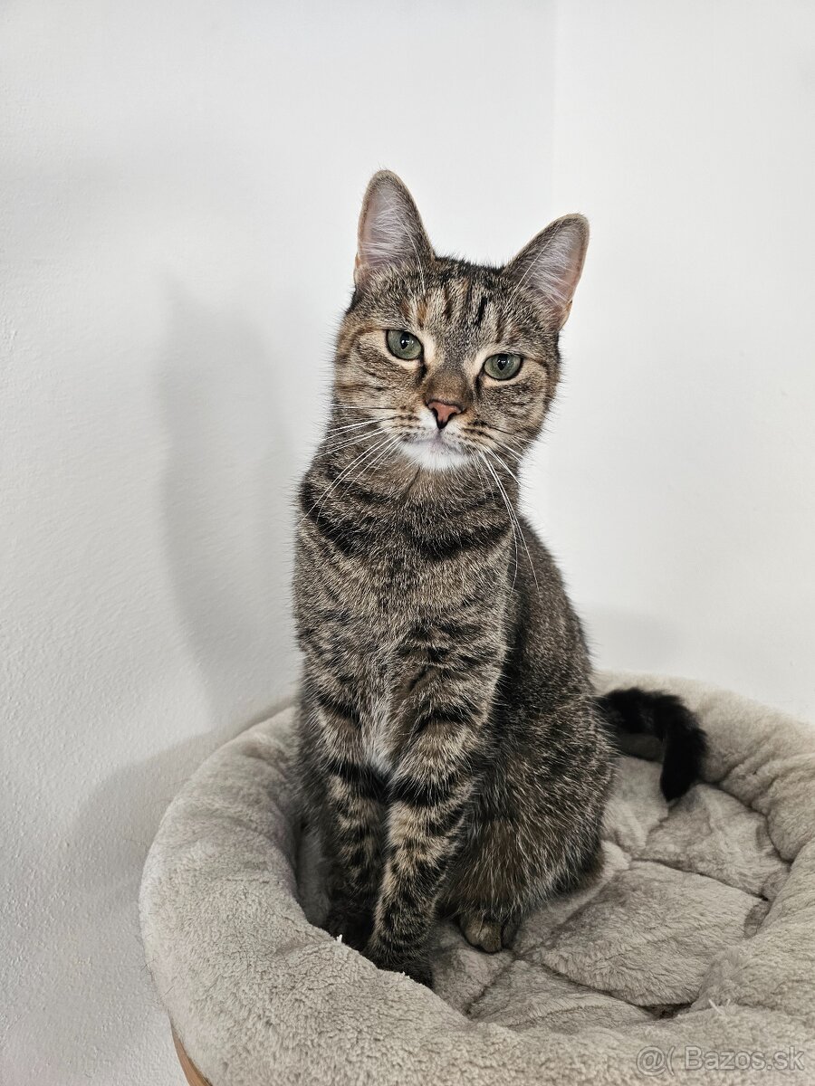 Nežná mačička LENKA hľadá domov - 7
