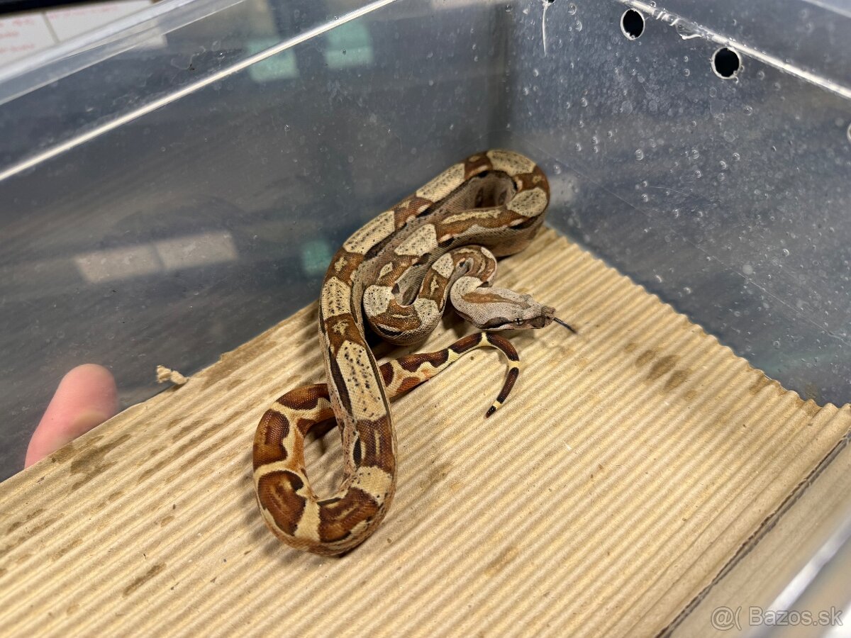 Boa Constrictor - Velhad Kralovsky - 7