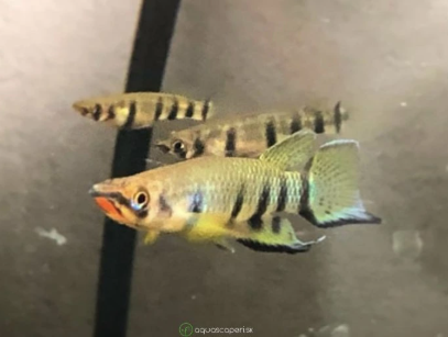 Živé krmivo pre ryby a krevety, machy - 7