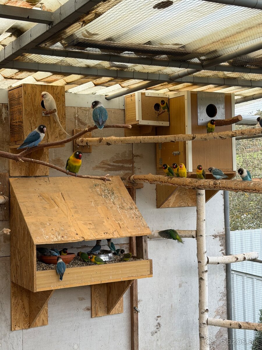 Agapornis škraboškový - 7