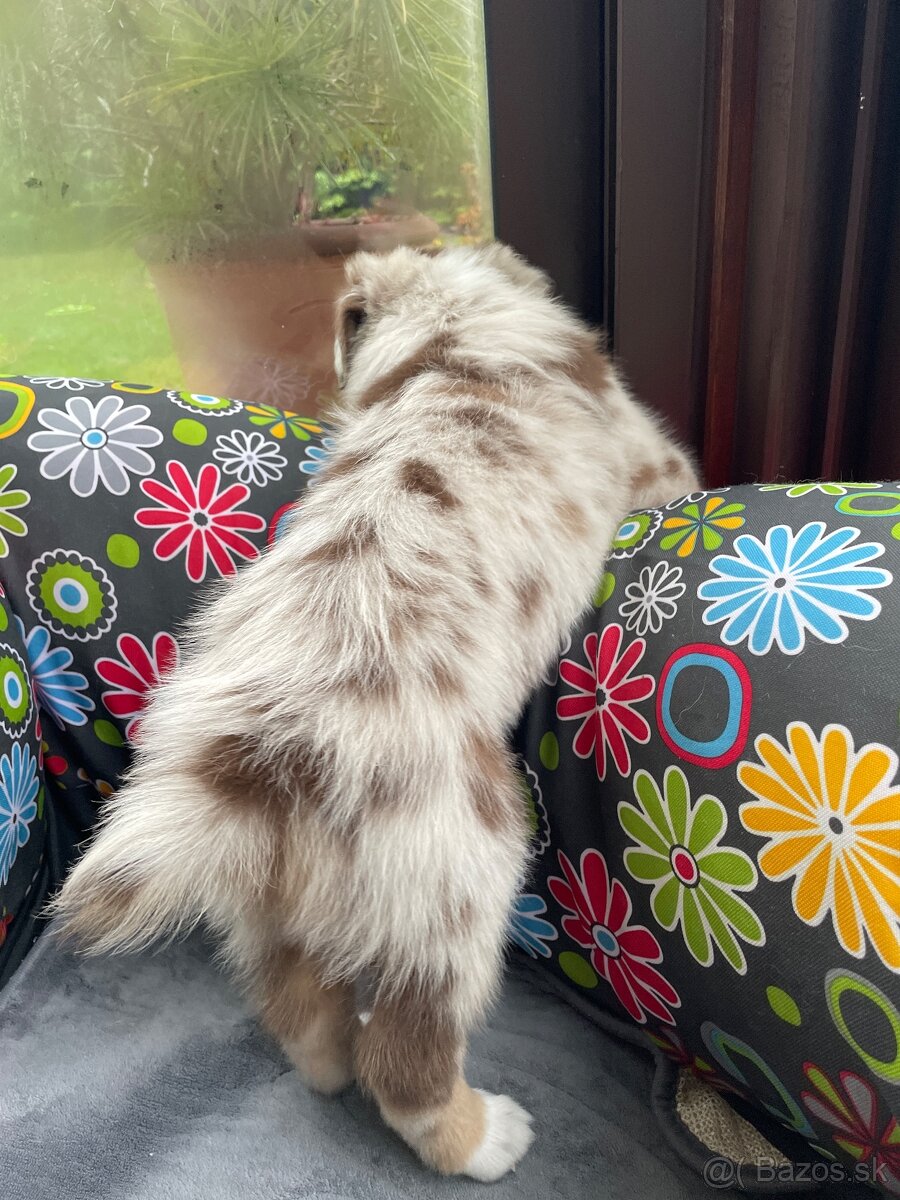 Australsky ovciak s PP - 7