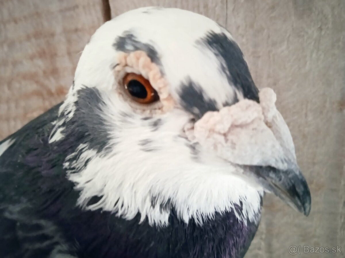 Predám poštové holuby - 7