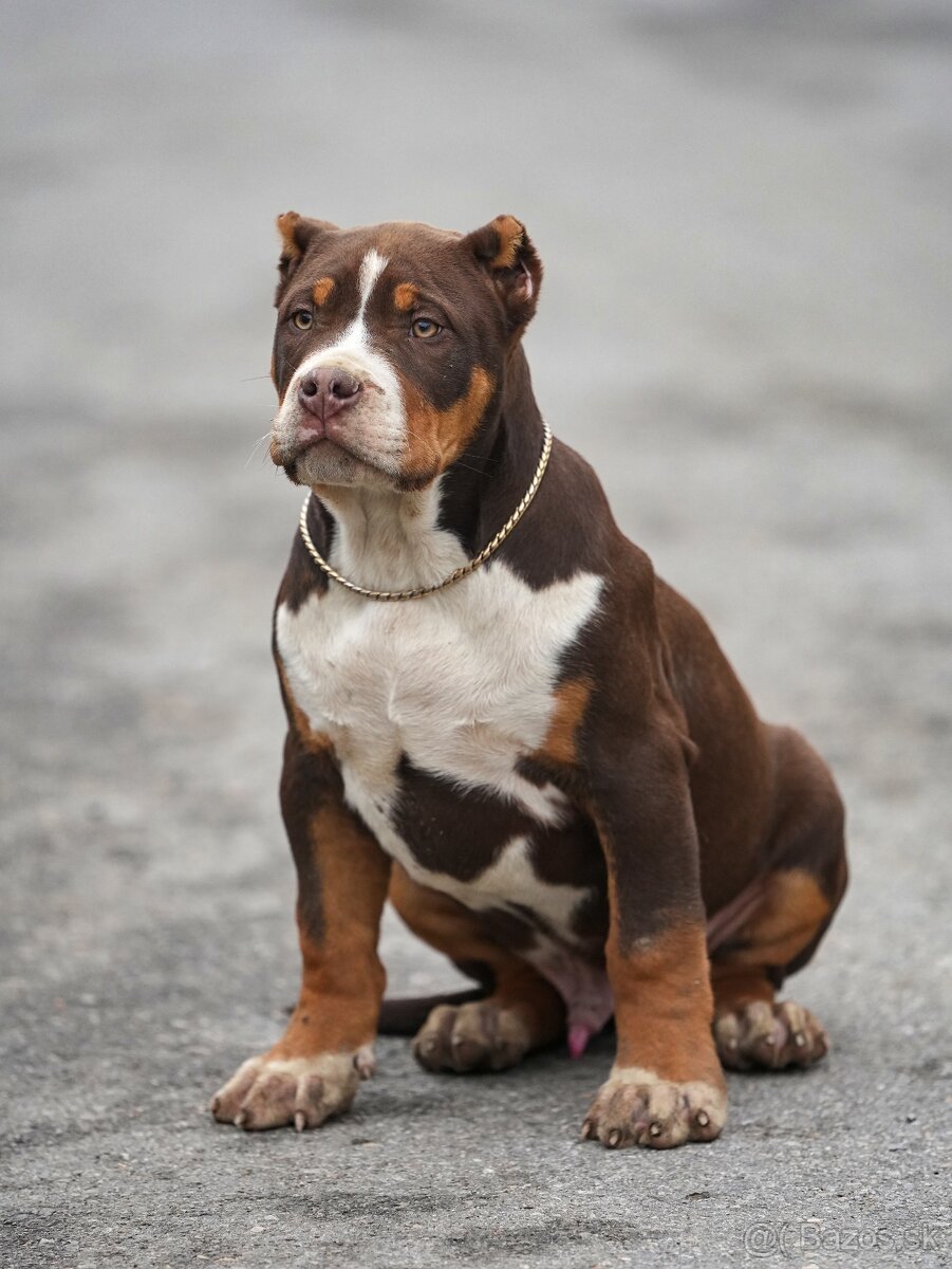 American Bully XL/XXL - 7