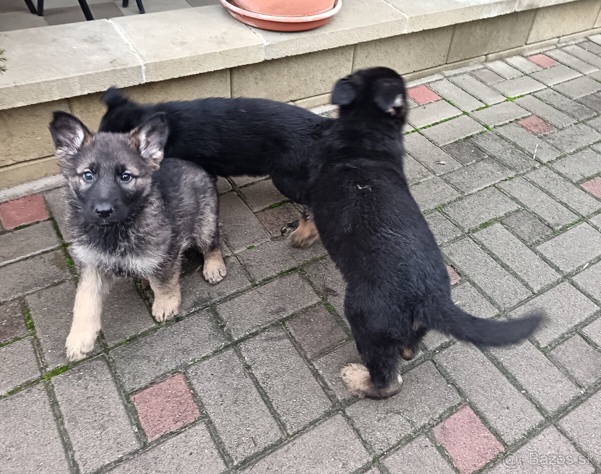 Nemecký ovčiak šteniatka - 7