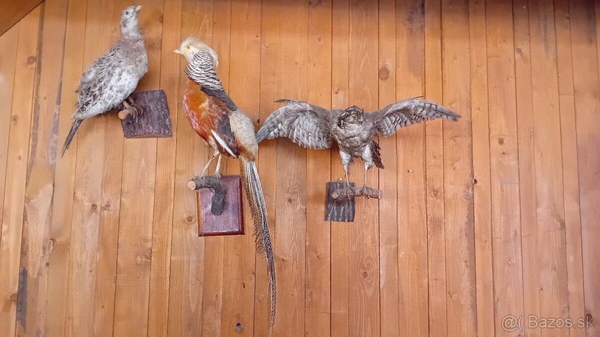 Trofeje, parohy, preparaty - 7