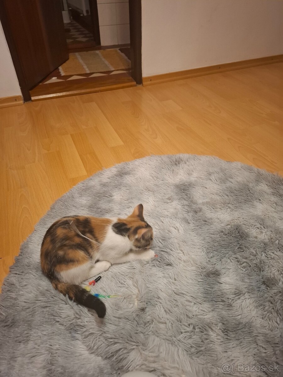 Darujeme maciatka - 7