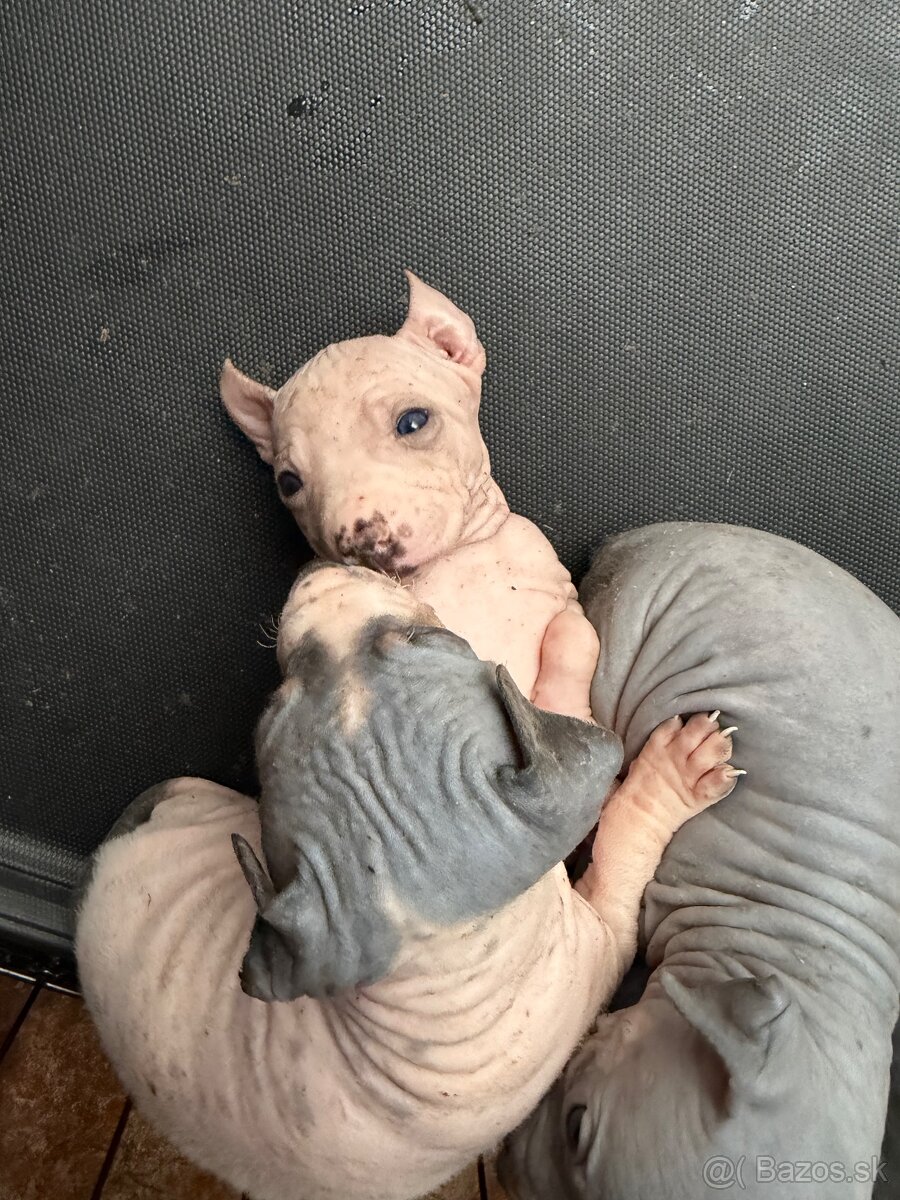 Americky bezsrsty terier - 7