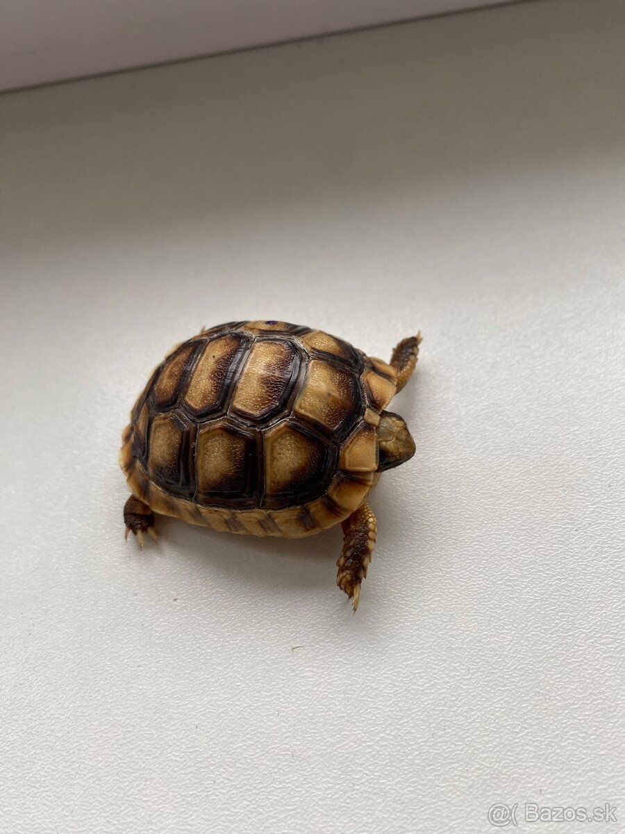 Suchozemska korytnačka Testudo marginata - 7
