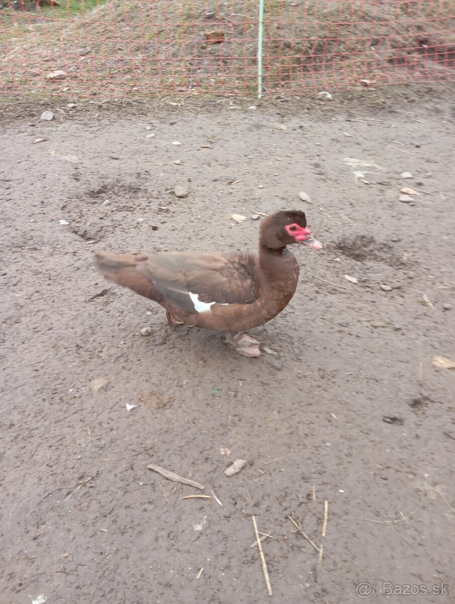 Čínske kačky 7 ks - 7