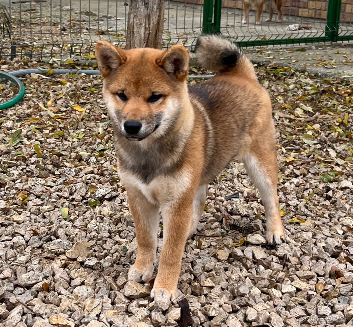 Shiba Inu fenka s PP. - 7