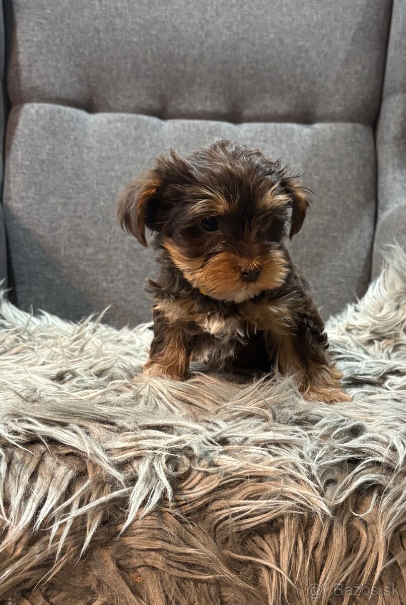 🐶 Yorkshire Terrier – hnedé šteniatka 🐶 - 7