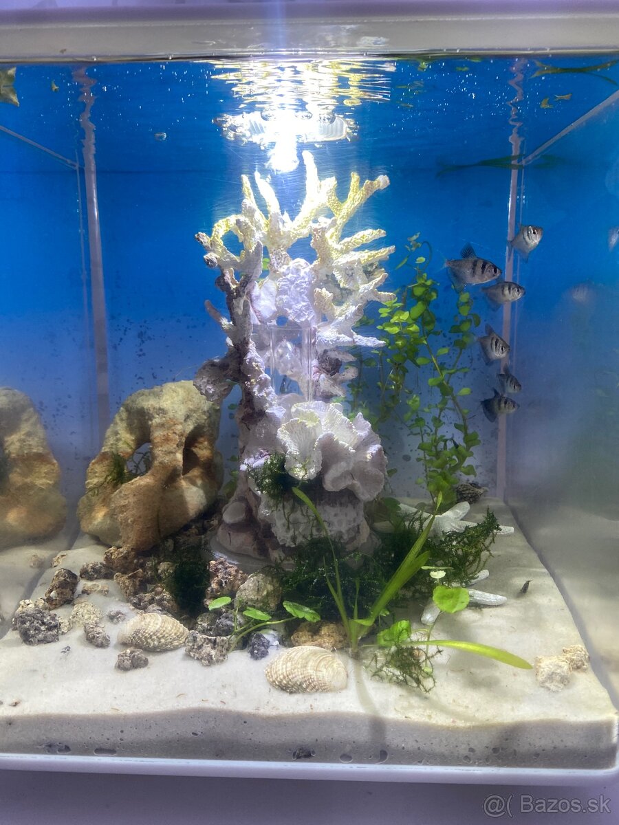 Pseudo-morské akvárium - 7