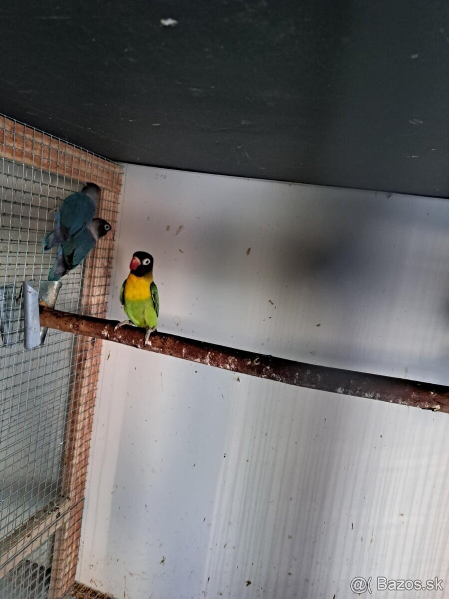 2025-Agapornis škraboškový Samček aj Samička. - 7