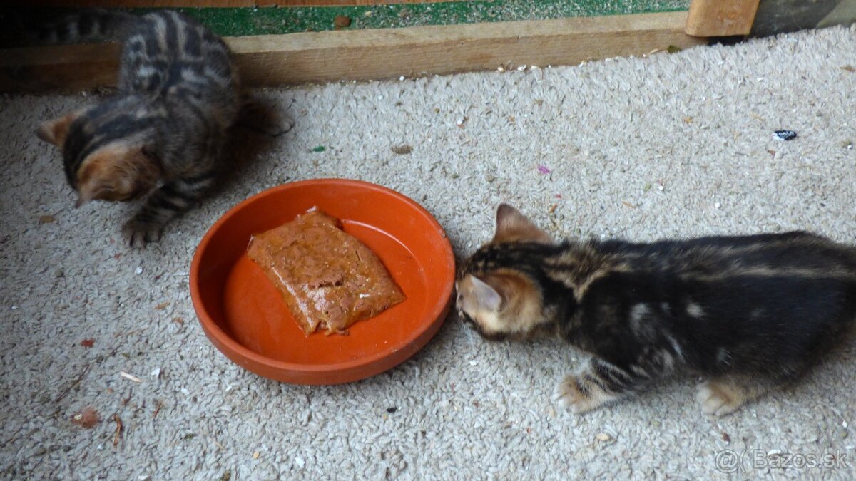 PONUKAM K ODBERU BENGALSKE MACIATKA - 7