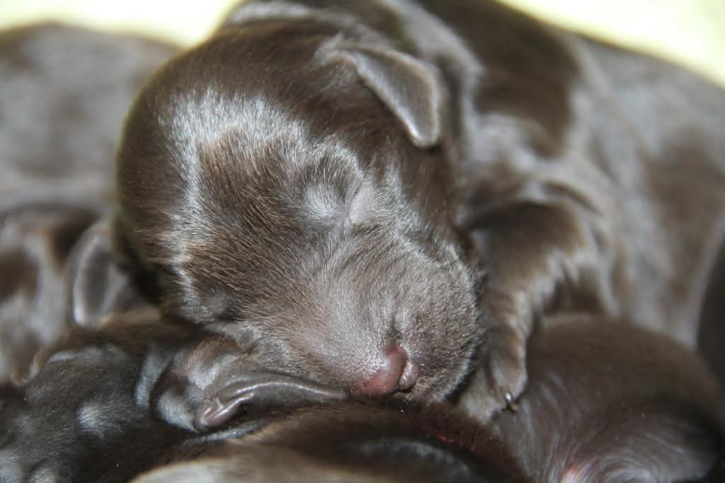 Flat coated retriever - 7