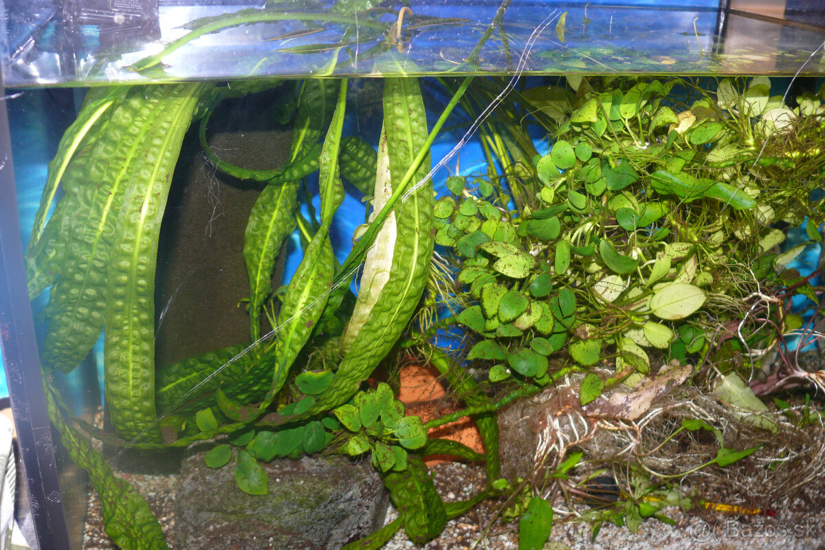 Prísavníky L 144 a rastlinky - 7