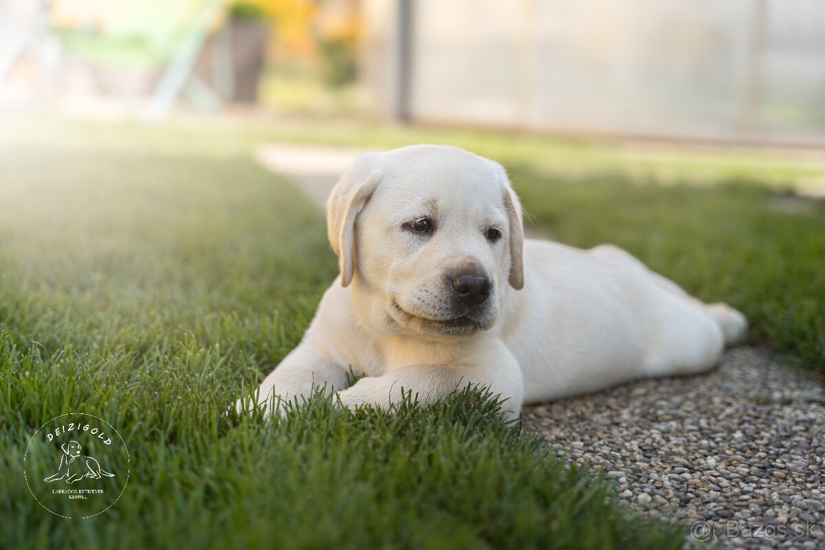 Labrador s rodokmeňom pôvodu - 7