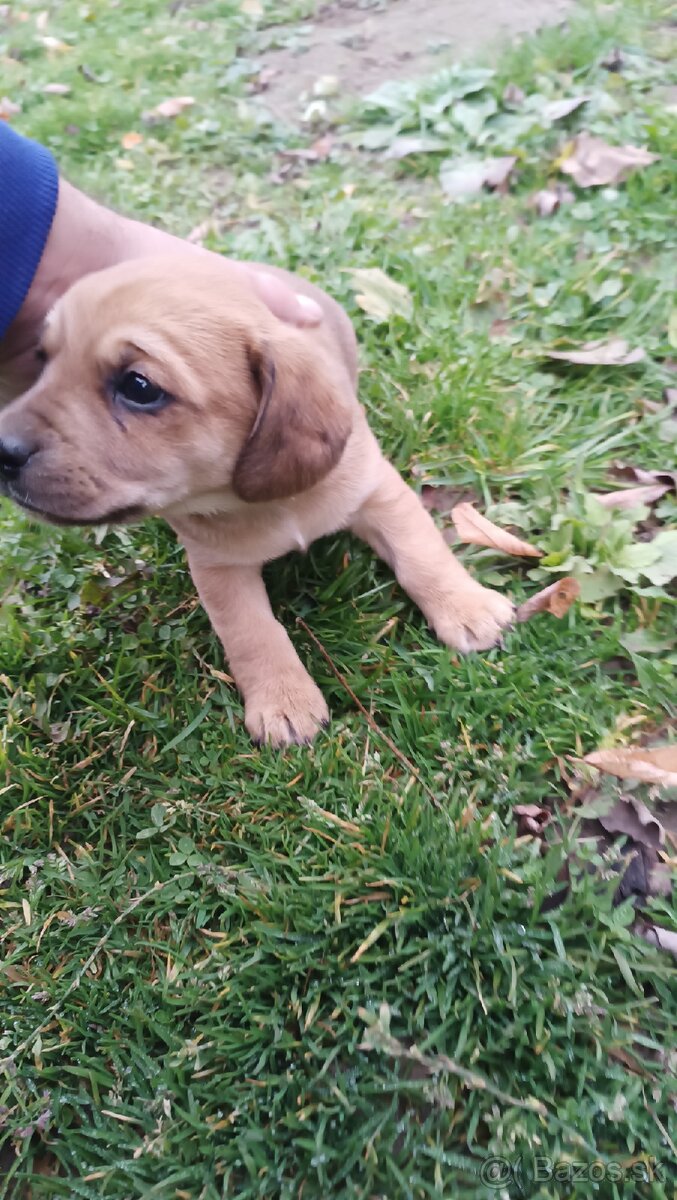 Darujem Šteniatka - 7