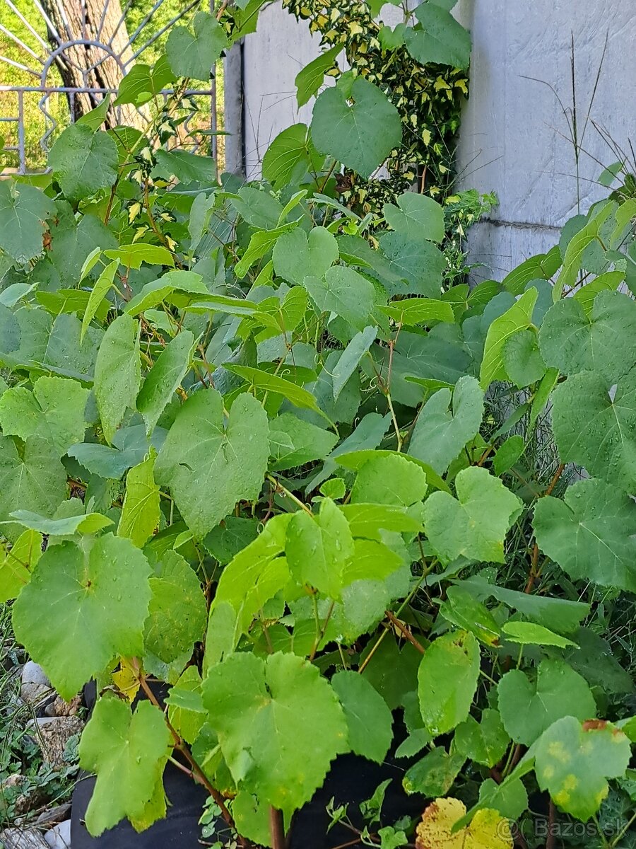 Sadenice viniča - 7