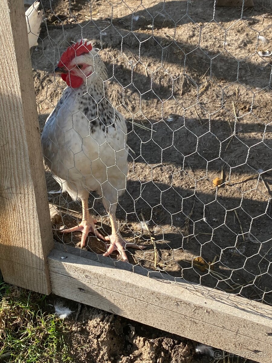 Kohút Dominant GS - 7