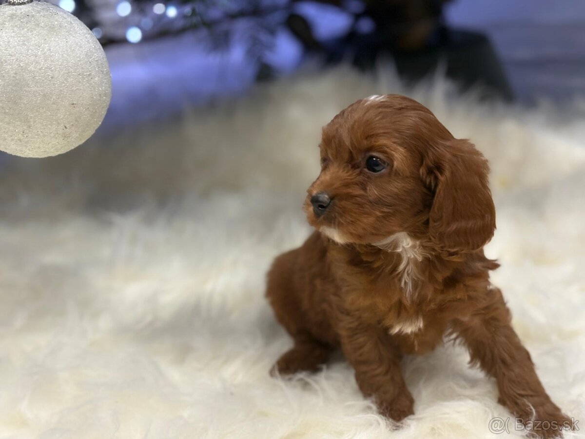 Cavapoo - 7