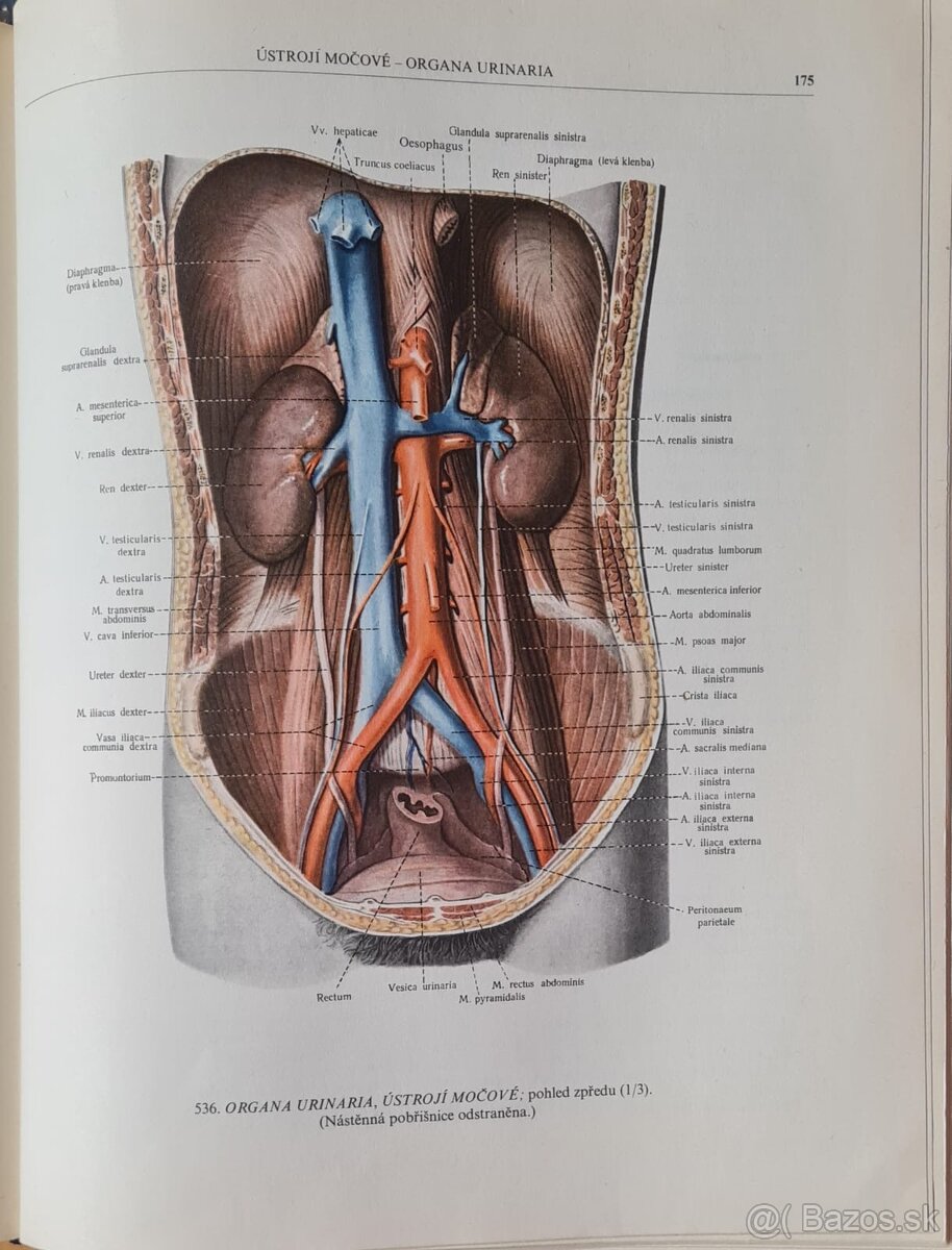Atlas anatomie člověka I a Ii - 7
