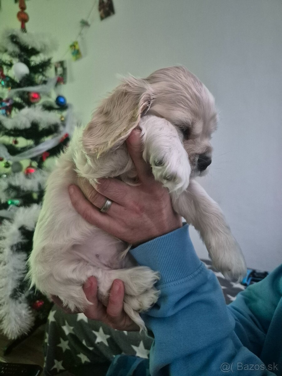 Americký kokeršpaniel - 7