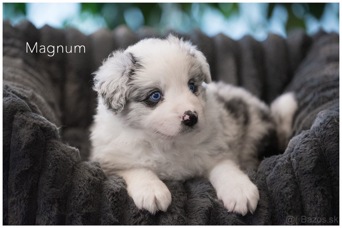 Border Collie Border Kolia s PP FCI barva Blue Merle - 7