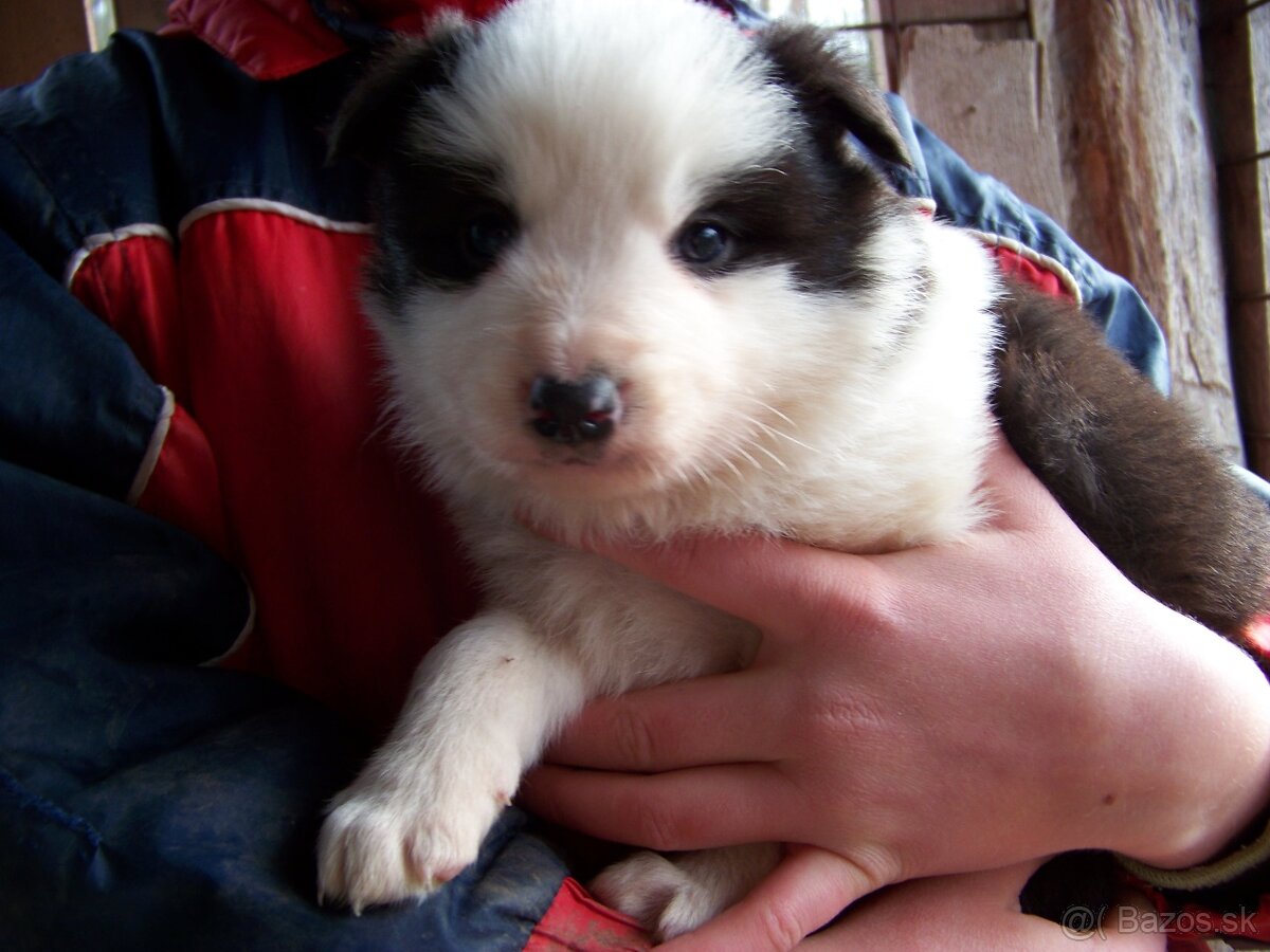 Border kolia čistokrvne šteniatka - 7