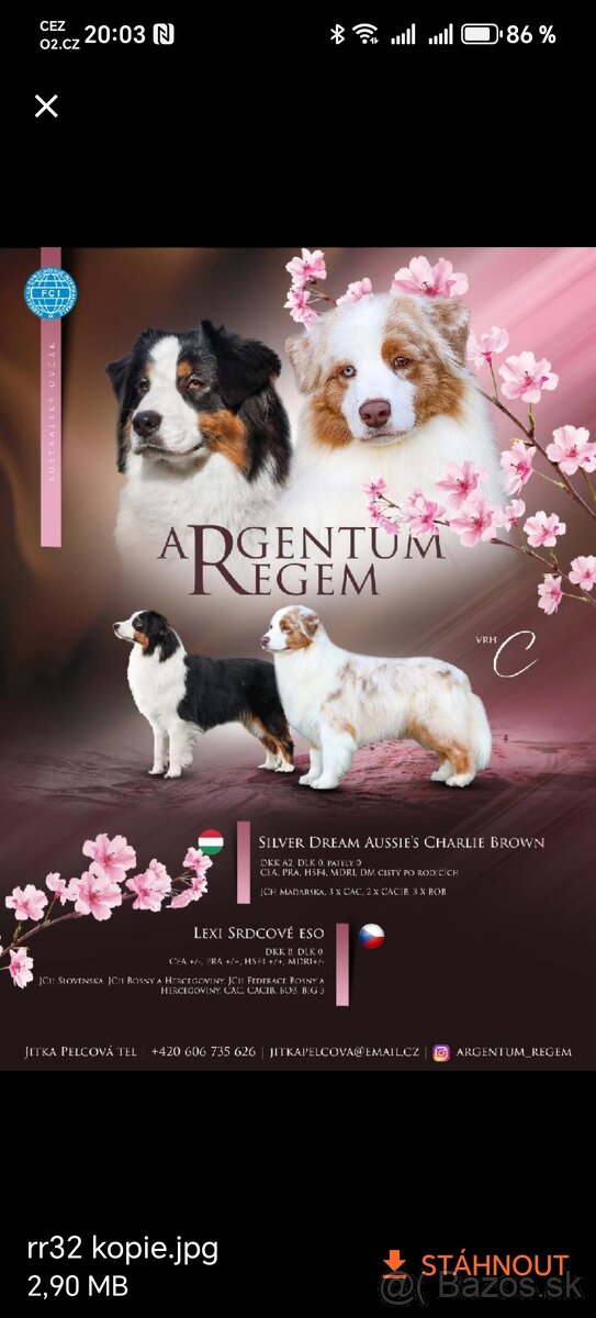 Australský ovčák s PP - 7