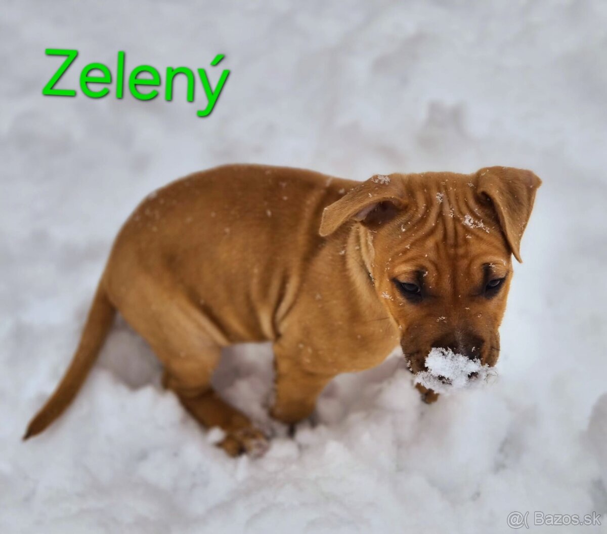 Americký stafordširský teriér - 7