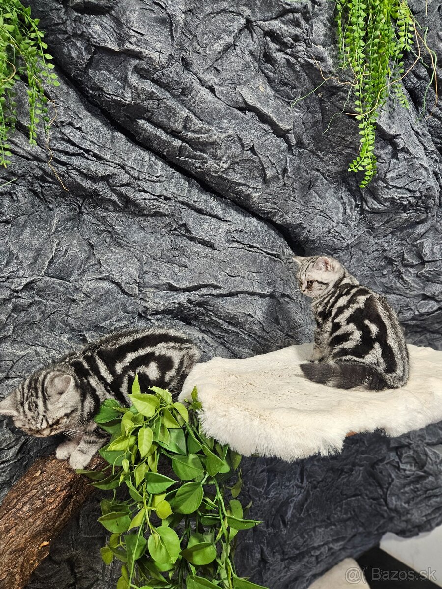 Britske maciatka s PP - 7